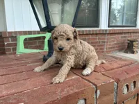 Walker F1B , a male Aussiedoodle and Poodle - Miniature  for sale in Oklahoma City, OK – 3 of 5