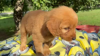 Vincenzo, a male Goldendoodle for sale in Oklahoma City, OK – 10 of 10