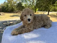 Walker F1B , a male Aussiedoodle and Poodle - Miniature  for sale in Oklahoma City, OK – 9 of 10