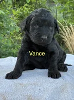 Vance, a male Goldendoodle for sale in Oklahoma City, OK – 1 of 8
