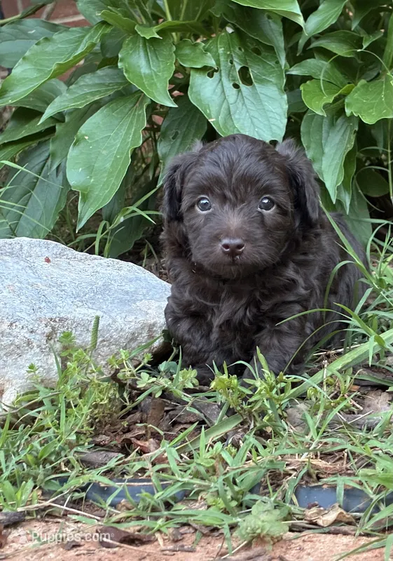 Ulysses, a male Aussiedoodle and Poodle - Miniature  for sale in Oklahoma City, OK – 1 of 8