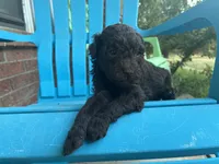 Willa F1b, a female Poodle - Miniature  and Miniature Aussiedoodle for sale in Oklahoma City, OK – 6 of 7