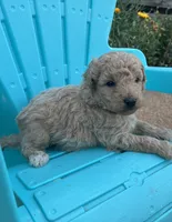 Willard, a male Aussiedoodle and Poodle - Miniature  for sale in Oklahoma City, OK – 7 of 7