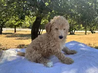 Walker F1B , a male Aussiedoodle and Poodle - Miniature  for sale in Oklahoma City, OK – 10 of 10