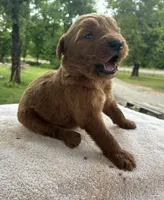 Vixene, a male Goldendoodle for sale in Oklahoma City, OK – 7 of 9