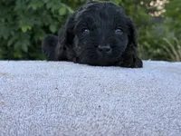 Vincent, a male Goldendoodle for sale in Oklahoma City, OK – 8 of 8