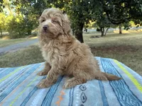 Wendy, a female Poodle - Miniature  and Miniature Aussiedoodle for sale in Oklahoma City, OK – 8 of 9