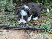 Ursula, a female Poodle - Miniature  and Miniature Aussiedoodle for sale in Oklahoma City, OK – 5 of 10