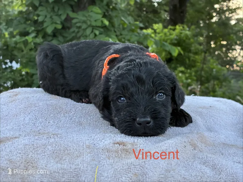 Vincent – Goldendoodle puppy for sale in Oklahoma City, OK