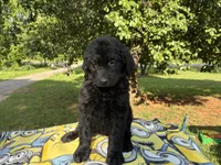 Valentina, a female Goldendoodle for sale in Oklahoma City, OK – 7 of 9