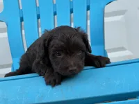 Ulysses, a male Aussiedoodle and Poodle - Miniature  for sale in Oklahoma City, OK – 3 of 8
