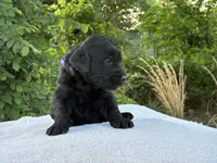 Violet, a female Goldendoodle for sale in Oklahoma City, OK – 6 of 6