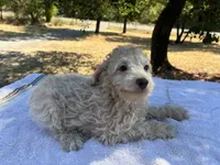 Wayne, a male Poodle - Miniature  and Miniature Aussiedoodle for sale in Oklahoma City, OK – 8 of 10