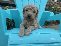 Willard, a male Aussiedoodle and Poodle - Miniature  for sale in Oklahoma City, OK – 4 of 7