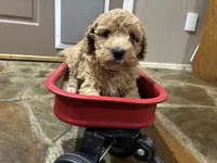Walker F1B , a male Aussiedoodle and Poodle - Miniature  for sale in Oklahoma City, OK – 3 of 10