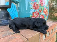 Zeva, a male Aussiedoodle and Poodle - Miniature  for sale in Oklahoma City, OK – 4 of 6