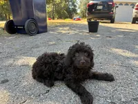 Winter , a female Poodle - Miniature  and Miniature Aussiedoodle for sale in Oklahoma City, OK – 10 of 10