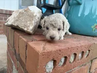 Wayne, a male Poodle - Miniature  and Miniature Aussiedoodle for sale in Oklahoma City, OK – 5 of 9