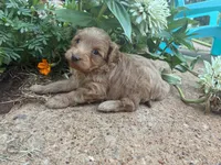 Wendy, a female Poodle - Miniature  and Miniature Aussiedoodle for sale in Oklahoma City, OK – 3 of 6