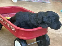 Zack, a male Aussiedoodle and Poodle - Miniature  for sale in Oklahoma City, OK – 2 of 7