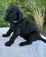 Vance, a male Goldendoodle for sale in Oklahoma City, OK – 4 of 8