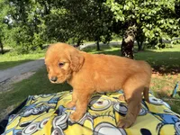 Vincenzo, a male Goldendoodle for sale in Oklahoma City, OK – 9 of 10