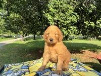 Vincenzo, a male Goldendoodle for sale in Oklahoma City, OK – 7 of 10