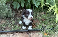 Ursula, a female Poodle - Miniature  and Miniature Aussiedoodle for sale in Oklahoma City, OK – 4 of 10