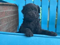 Willa F1b, a female Poodle - Miniature  and Miniature Aussiedoodle for sale in Oklahoma City, OK – 1 of 7