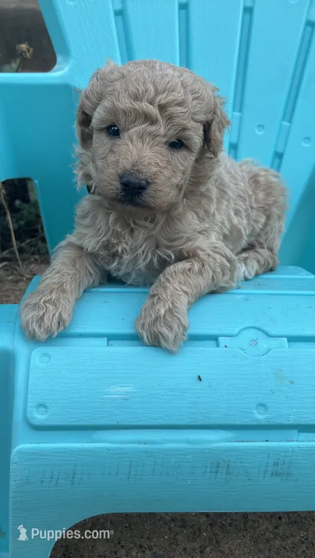 Willard – Aussiedoodle, Poodle - Miniature  puppy for sale in Oklahoma City, OK