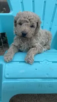 Willard, a male Aussiedoodle and Poodle - Miniature  for sale in Oklahoma City, OK – 3 of 7