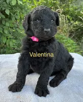 Valentina, a female Goldendoodle for sale in Oklahoma City, OK – 2 of 8