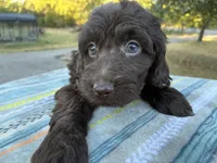 Winter , a female Poodle - Miniature  and Miniature Aussiedoodle for sale in Oklahoma City, OK – 5 of 10
