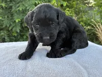 Violet, a female Goldendoodle for sale in Oklahoma City, OK – 3 of 6