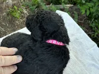Valentina, a female Goldendoodle for sale in Oklahoma City, OK – 4 of 8