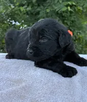 Vincent, a male Goldendoodle for sale in Oklahoma City, OK – 2 of 8