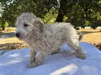 Wayne, a male Poodle - Miniature  and Miniature Aussiedoodle for sale in Oklahoma City, OK – 10 of 10