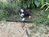 Ursula, a female Poodle - Miniature  and Miniature Aussiedoodle for sale in Oklahoma City, OK – 9 of 10