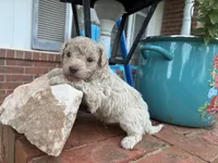 Wayne, a male Poodle - Miniature  and Miniature Aussiedoodle for sale in Oklahoma City, OK – 3 of 9