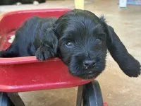 Zack, a male Aussiedoodle and Poodle - Miniature  for sale in Oklahoma City, OK – 4 of 7