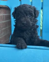Willa F1b, a female Poodle - Miniature  and Miniature Aussiedoodle for sale in Oklahoma City, OK – 2 of 7