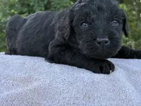 Vincent, a male Goldendoodle for sale in Oklahoma City, OK – 7 of 8