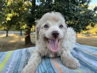 Wayne, a male Poodle - Miniature  and Miniature Aussiedoodle for sale in Oklahoma City, OK – 4 of 10