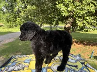 Valentina, a female Goldendoodle for sale in Oklahoma City, OK – 8 of 9