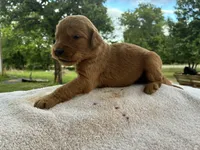 Vincenzo, a male Goldendoodle for sale in Oklahoma City, OK – 6 of 7