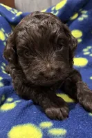 processed/51929e79-a407-464c-9f23-3ae6173c80a6/listing/8c3292e5-0d7a-416a-a79c-349ee41f6d15/a62b222a-4b90-463f-90f2-433a32319534