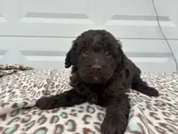 processed/51929e79-a407-464c-9f23-3ae6173c80a6/listing/8c3292e5-0d7a-416a-a79c-349ee41f6d15/c1598bee-7380-4a6f-afcf-511b5e1db83a