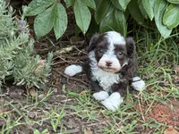 Ursula, a female Poodle - Miniature  and Miniature Aussiedoodle for sale in Oklahoma City, OK – 7 of 10