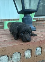 Wren , a female Poodle - Miniature  and Miniature Aussiedoodle for sale in Oklahoma City, OK – 4 of 10