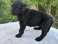 Valentina, a female Goldendoodle for sale in Oklahoma City, OK – 8 of 8